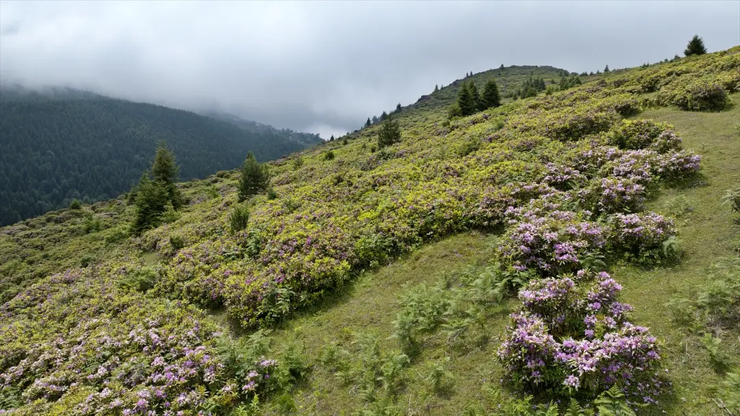 Trabzon'da orman gülleri Taşlıoba Yaylası'nı renklendirdi