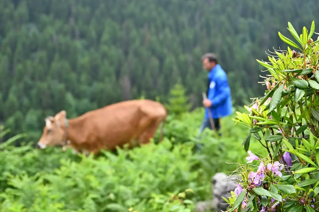 Trabzon'da orman gülleri Taşlıoba Yaylası'nı renklendirdi