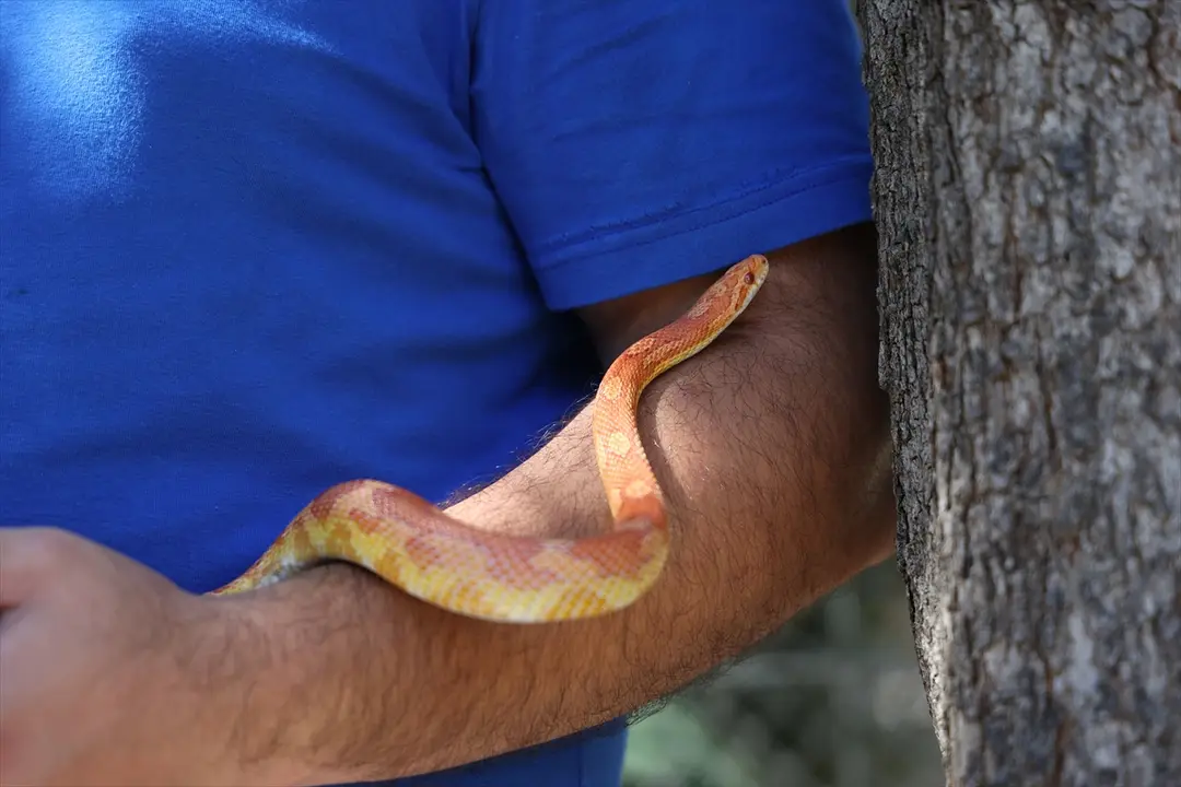 Antalya Doğal Yaşam Parkı'nda Dünya Yılan Günü etkinliği