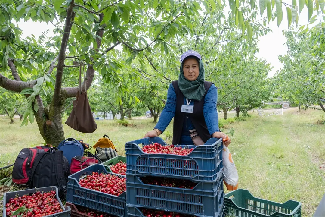 Yozgat köylüleri: Tarla birleştirme ile rekolte 30 kat arttı
