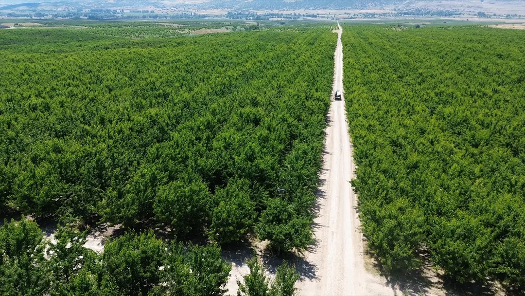 Yozgat köylüleri: Tarla birleştirme ile rekolte 30 kat arttı