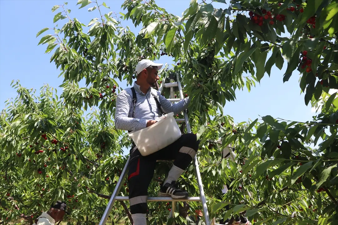 Yozgat köylüleri: Tarla birleştirme ile rekolte 30 kat arttı