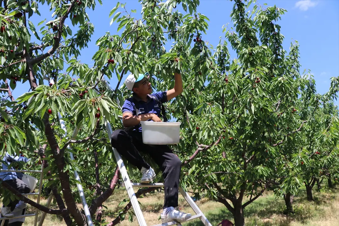 Yozgat köylüleri: Tarla birleştirme ile rekolte 30 kat arttı