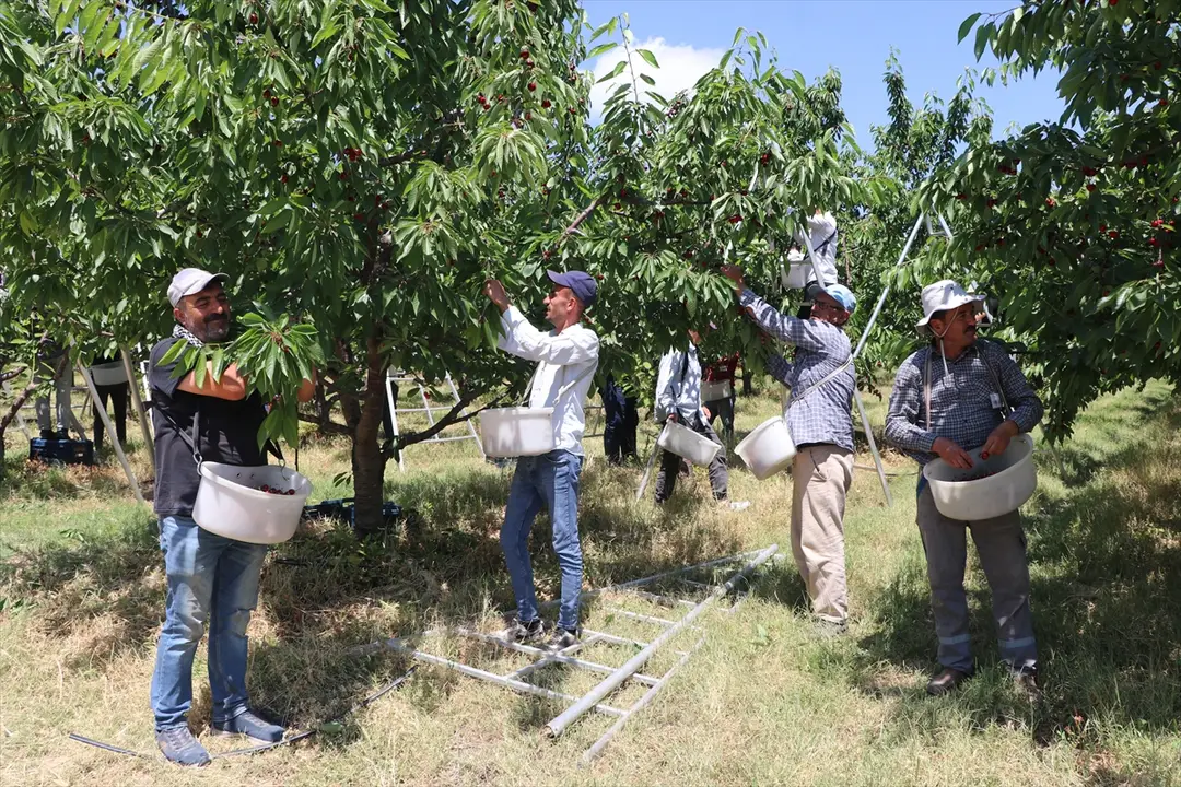 Yozgat köylüleri: Tarla birleştirme ile rekolte 30 kat arttı