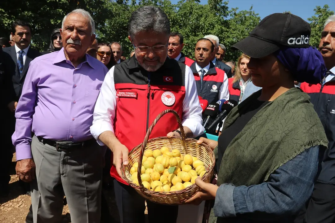 Yumaklı: Türkiye kayısıda dünya birincisi