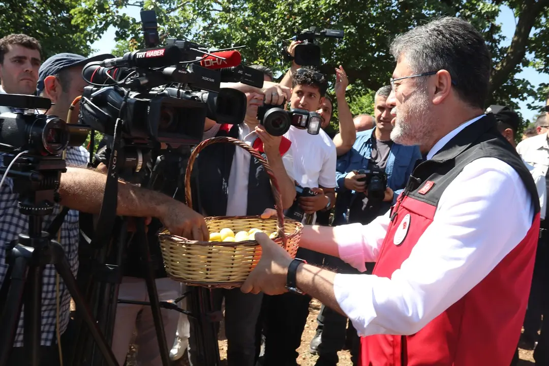 Yumaklı: Türkiye kayısıda dünya birincisi
