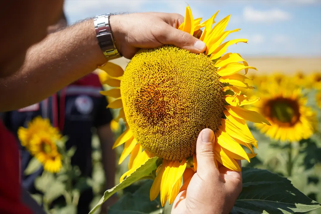 İslam Köse: Edirne'de ayçiçeği verimi 200 kg'ı aşacak