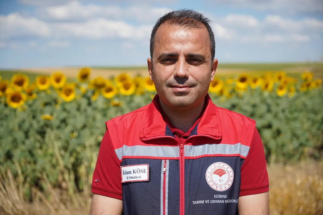 İslam Köse: Edirne'de ayçiçeği verimi 200 kg'ı aşacak