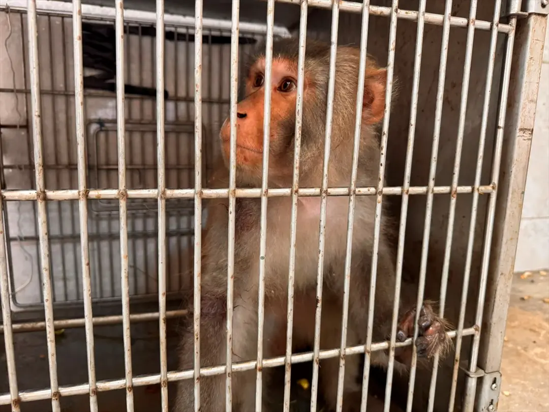 Affe in Hatay auf der Straße gefunden, unter Schutz gestellt