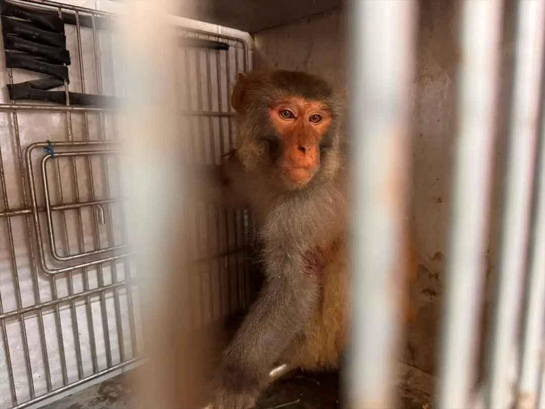 Affe in Hatay auf der Straße gefunden, unter Schutz gestellt