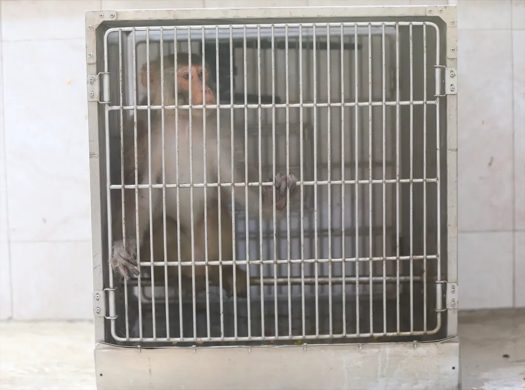 Affe in Hatay auf der Straße gefunden, unter Schutz gestellt