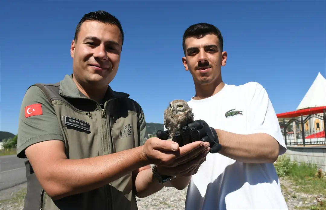 Verletztes Eulenküken in Kars von Jugendlichen gefunden, in Behandlung