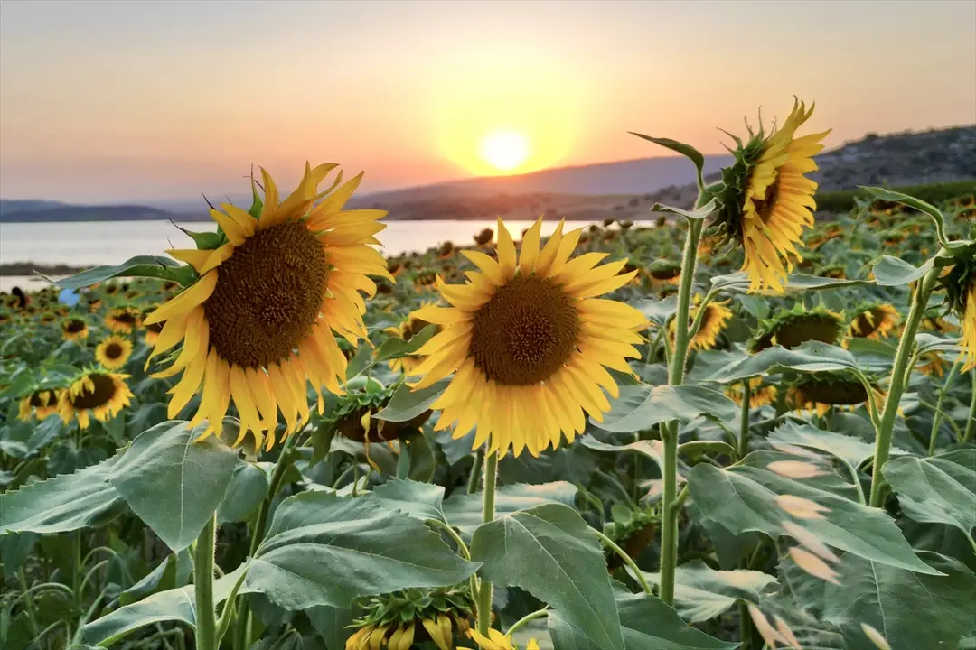 Mersin's Sunflower Fields Turn Yellow, Captured from Air