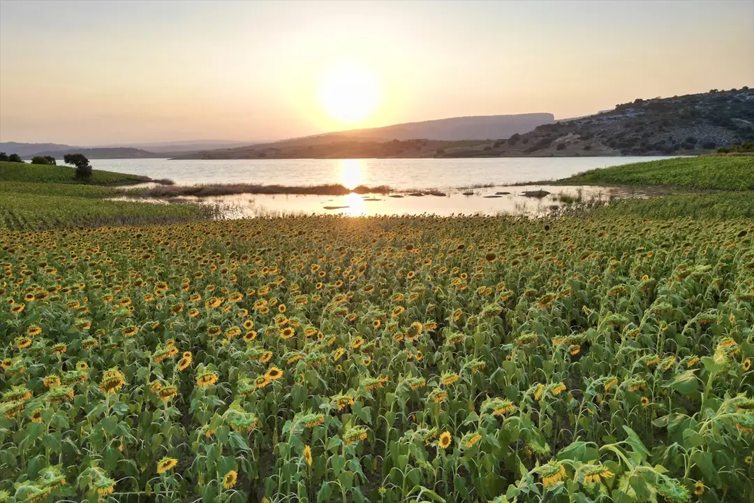 Mersin's Sunflower Fields Turn Yellow, Captured from Air