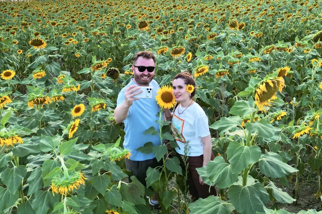 Mersin's Sunflower Fields Turn Yellow, Captured from Air