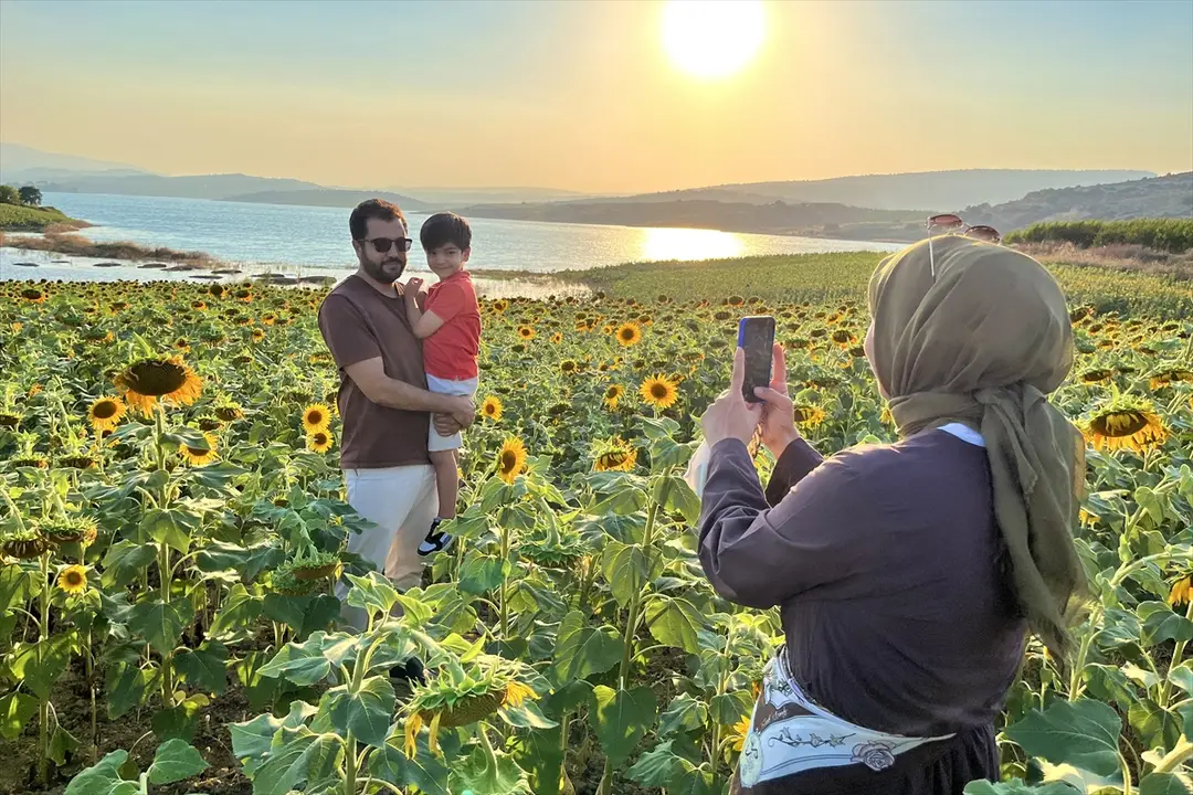 Mersin's Sunflower Fields Turn Yellow, Captured from Air