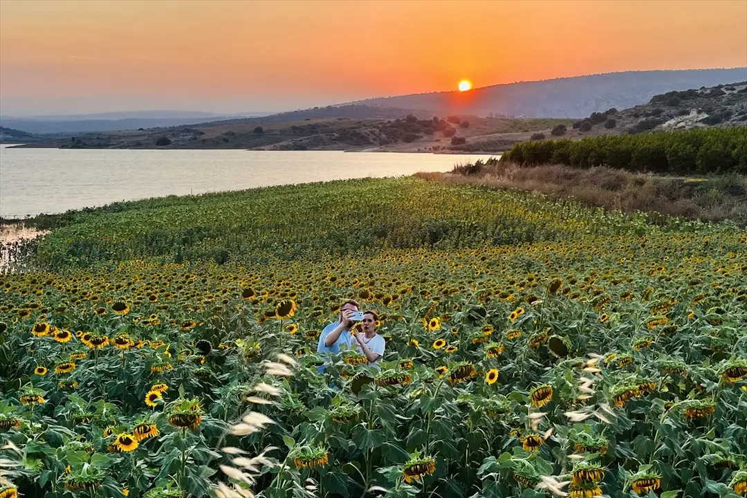 Mersin's Sunflower Fields Turn Yellow, Captured from Air