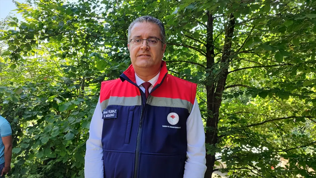 Samsun: Ernte von Salıpazarı-Kastanienhonig mit geografischer Angabe beginnt