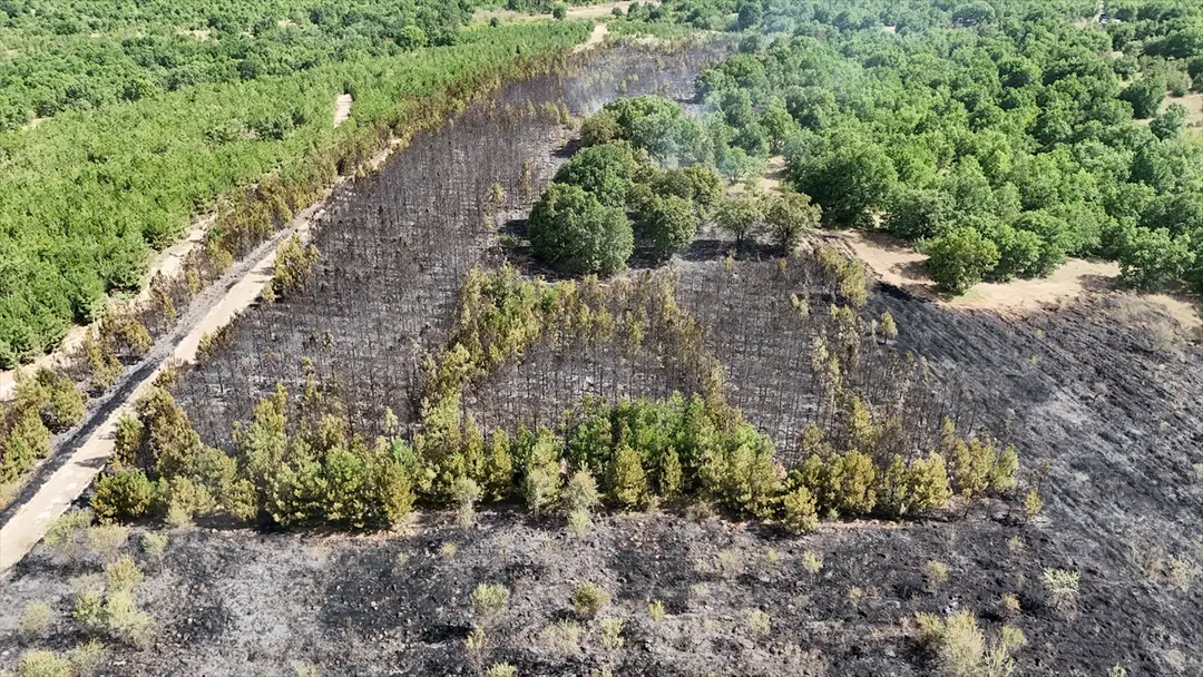 Waldbrand in Kırklareli gelöscht