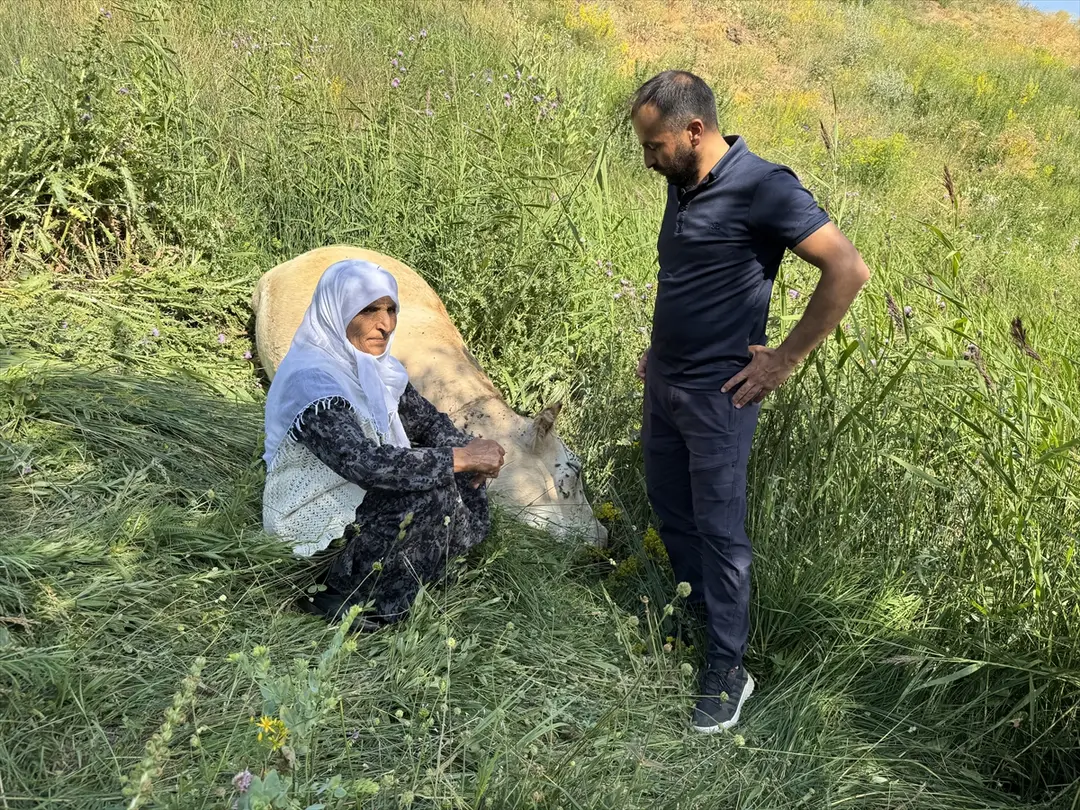 Ayni Özbek: Nach Kuh-Verlust kommen 2 Kühe und 2 Kälber