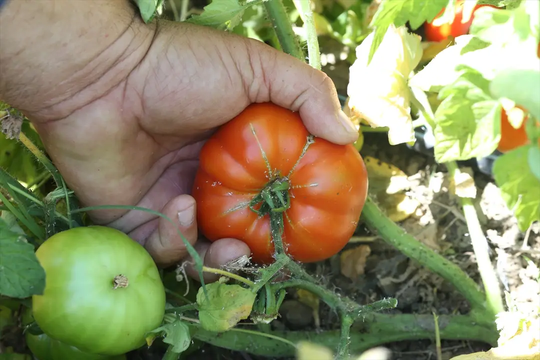 Safranbolu: Mani-Tomaten-Ernte gestartet, Kilo für 100 TL