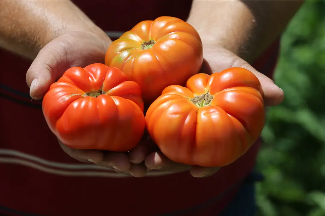 Safranbolu: Mani-Tomaten-Ernte gestartet, Kilo für 100 TL