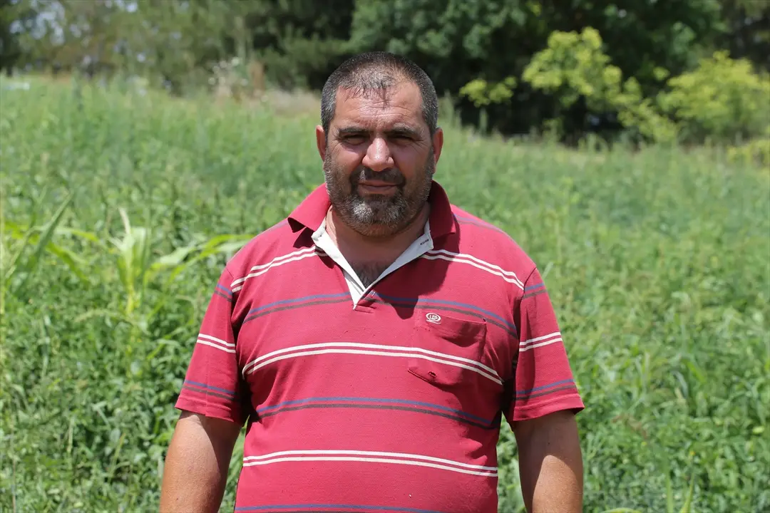 Safranbolu: Mani-Tomaten-Ernte gestartet, Kilo für 100 TL