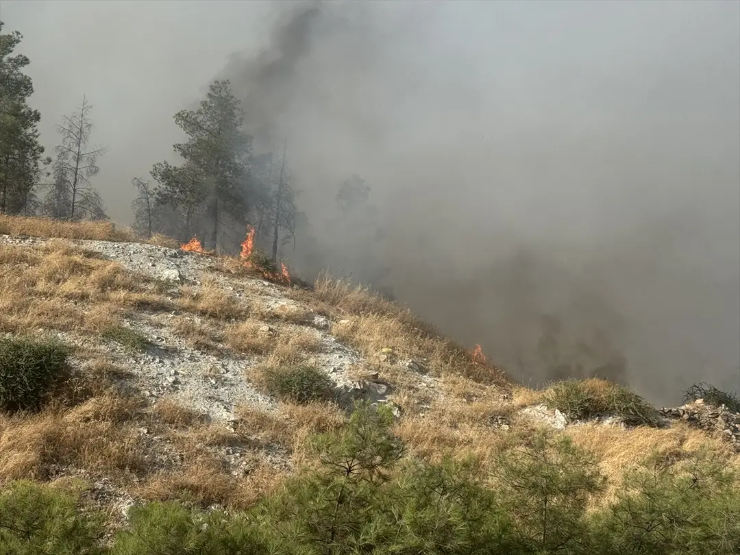 Fire Spreading to Forest in Şanlıurfa Under Control