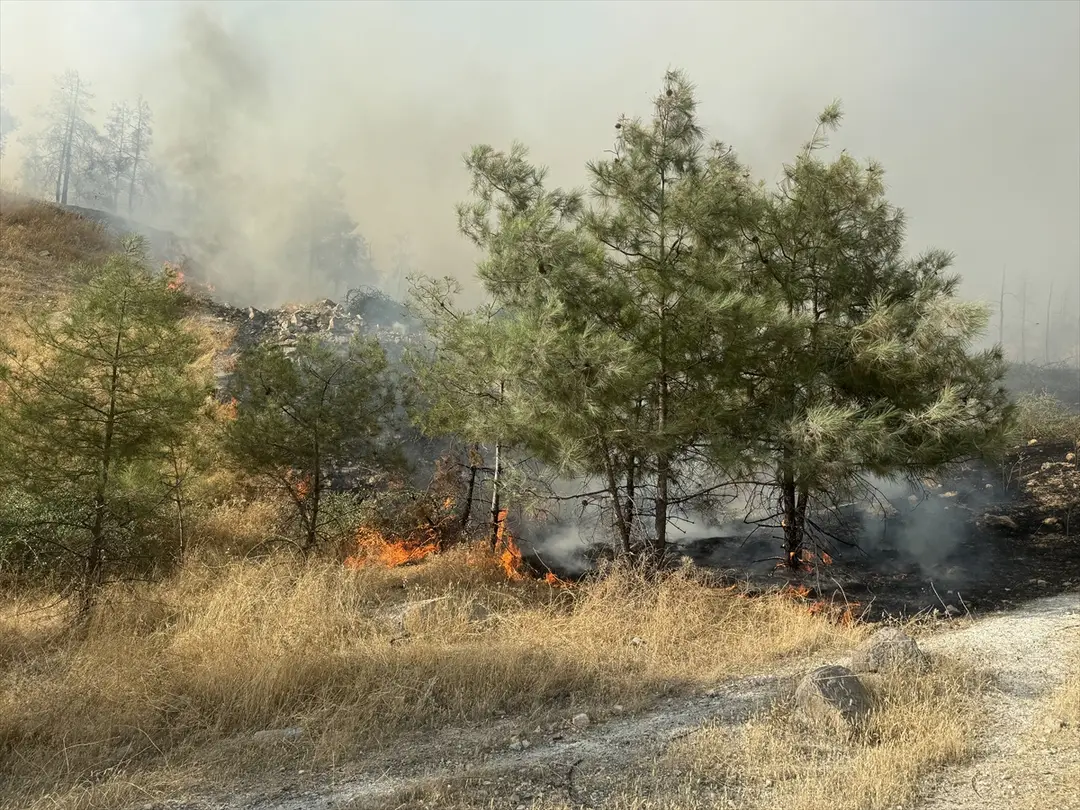 Fire Spreading to Forest in Şanlıurfa Under Control