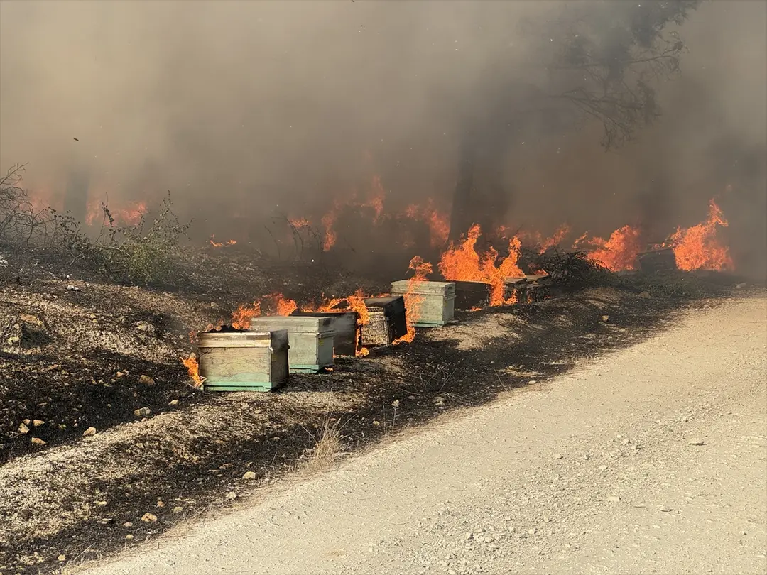 Fire Spreading to Forest in Şanlıurfa Under Control