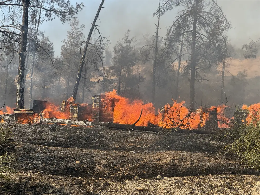 Fire Spreading to Forest in Şanlıurfa Under Control