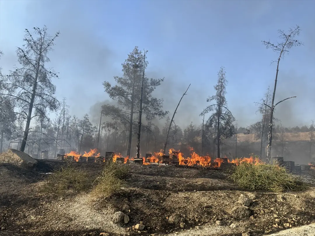 Fire Spreading to Forest in Şanlıurfa Under Control