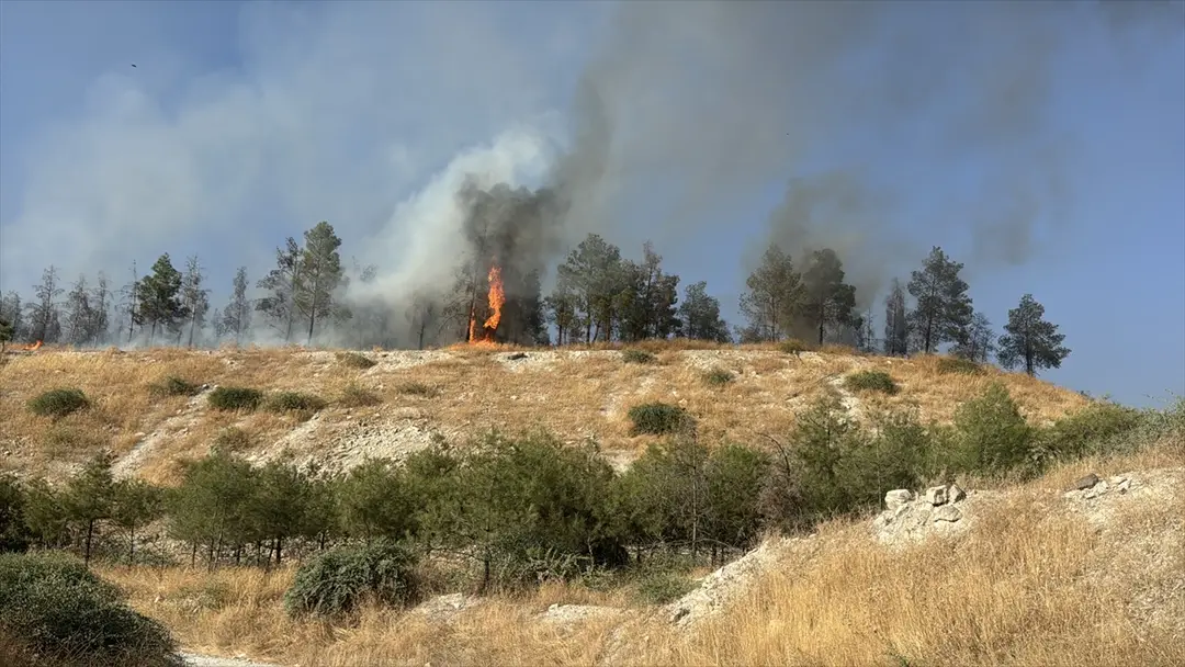 Fire Spreading to Forest in Şanlıurfa Under Control