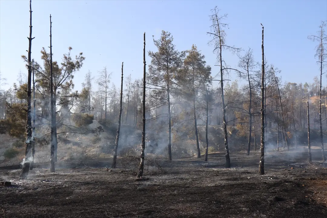 Fire Spreading to Forest in Şanlıurfa Under Control