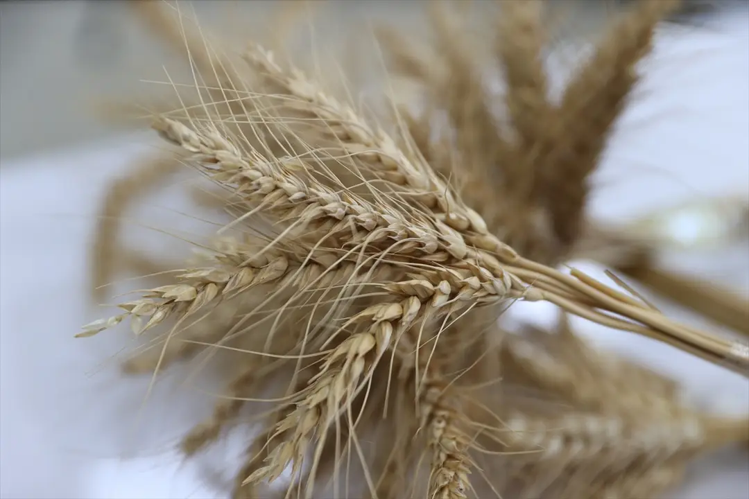 Serince Wheat Prepares for Export: Ranks First in Syria