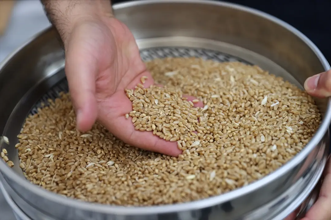 Serince Wheat Prepares for Export: Ranks First in Syria
