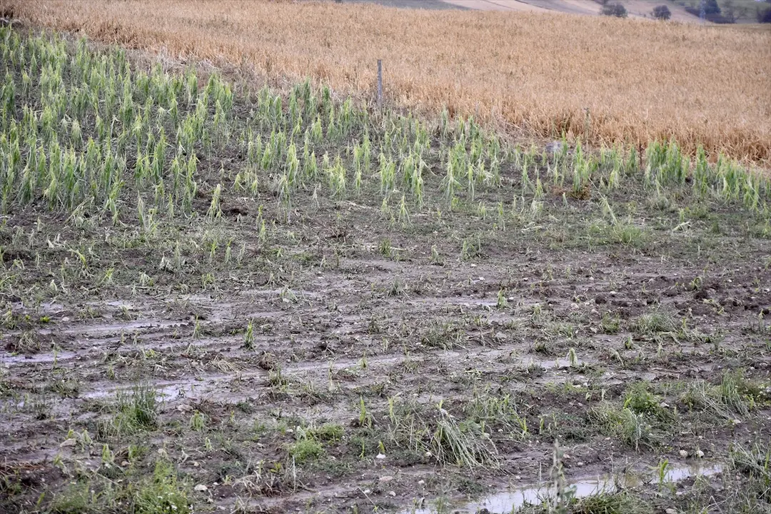 Hagelschaden in Samsun Ladik: Felder mit Drohne gefilmt