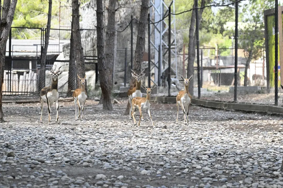 Tarsus Nature Park Population Grows with New Births
