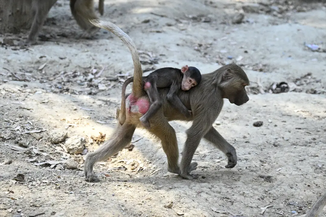 Tarsus Nature Park Population Grows with New Births