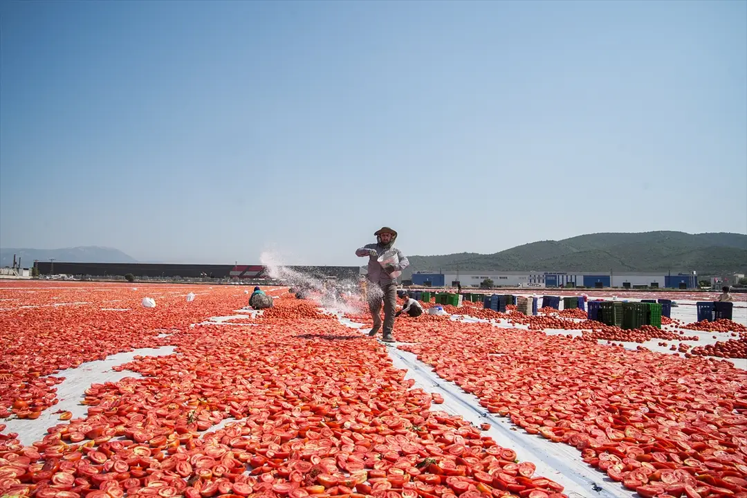 Türkiye: Kurutulmuş domates ihracatı ilk yarıda 61 milyon dolar