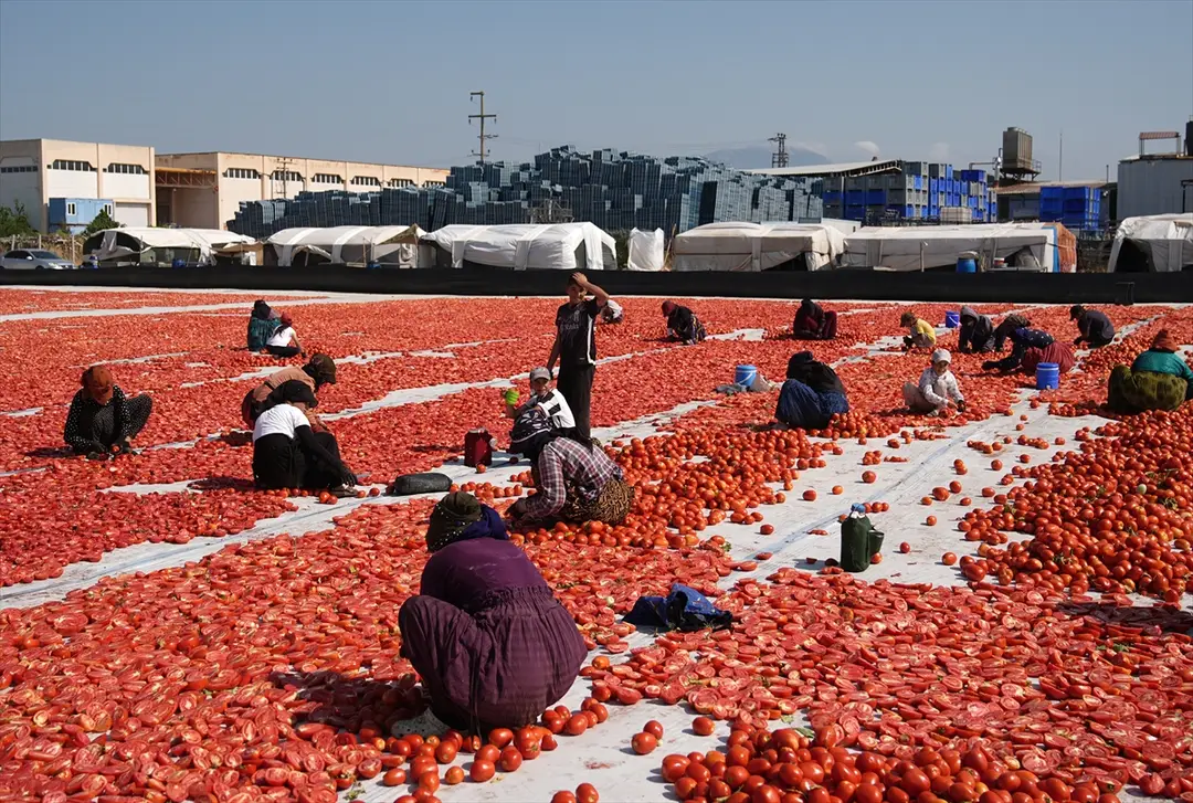 Türkiye: Kurutulmuş domates ihracatı ilk yarıda 61 milyon dolar