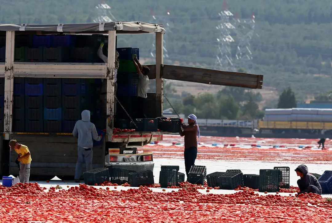 Türkiye: Kurutulmuş domates ihracatı ilk yarıda 61 milyon dolar