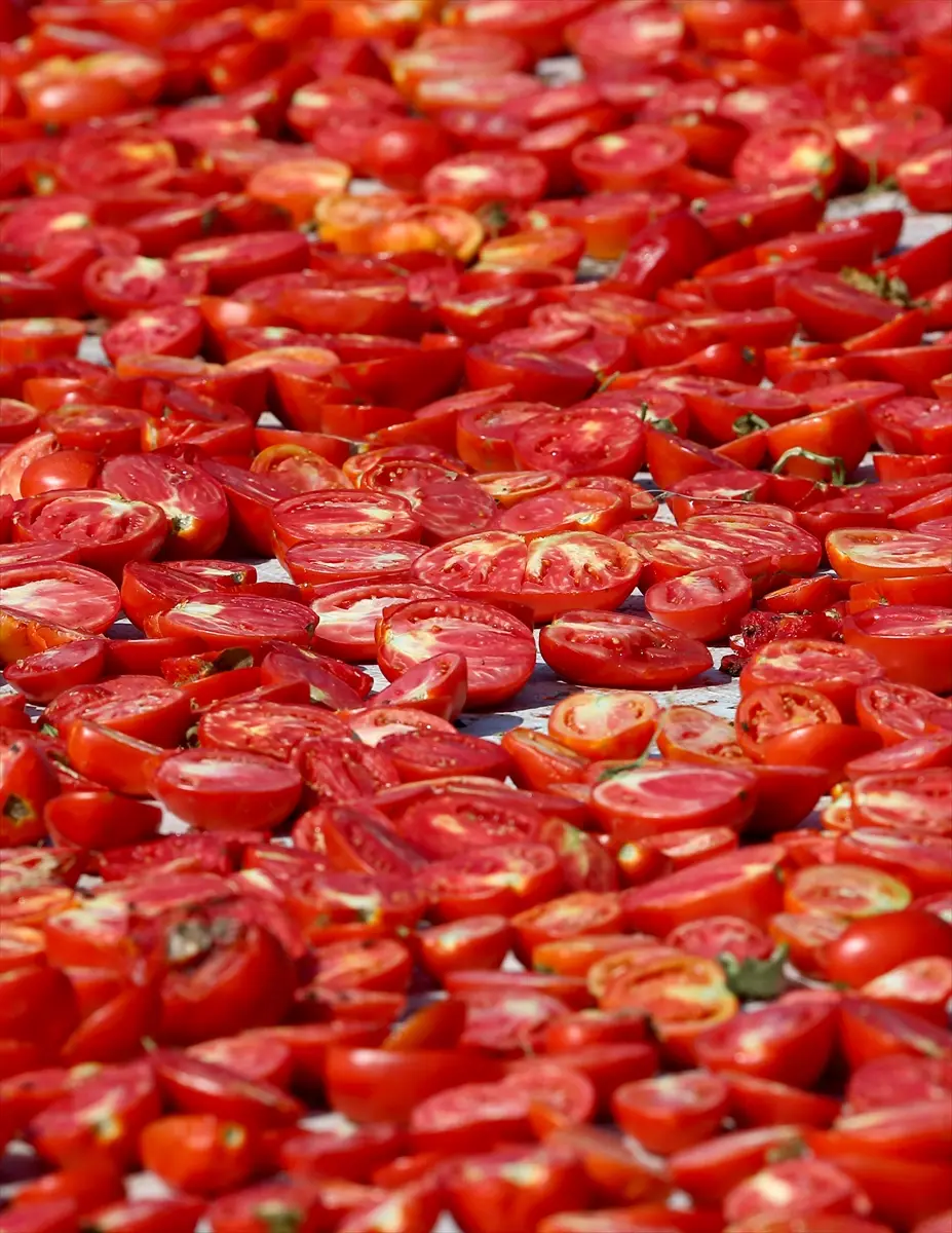 Türkiye: Kurutulmuş domates ihracatı ilk yarıda 61 milyon dolar