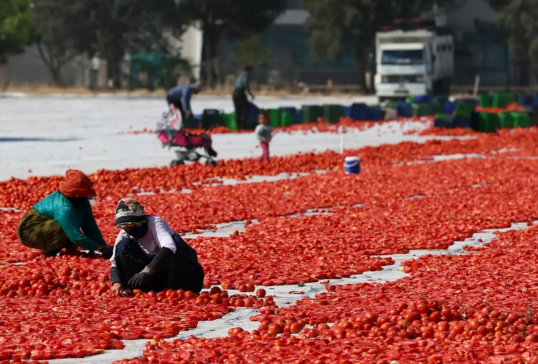 Türkiye: Kurutulmuş domates ihracatı ilk yarıda 61 milyon dolar