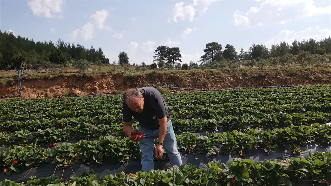 Muğla-Erdbeerprojekt steigert Produktion und Beschäftigung im ländlichen Raum
