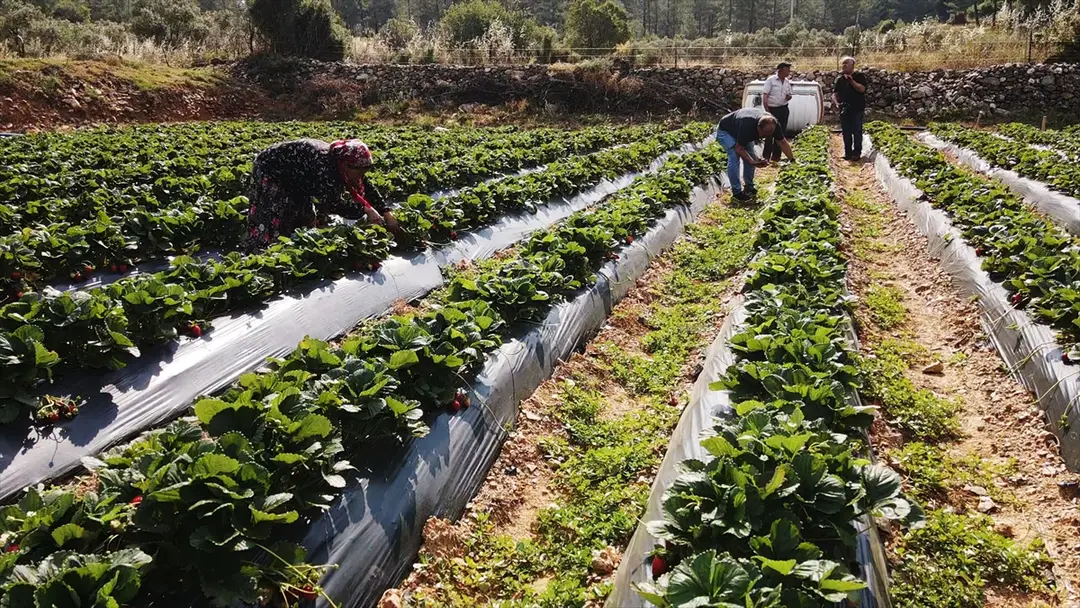 Muğla-Erdbeerprojekt steigert Produktion und Beschäftigung im ländlichen Raum