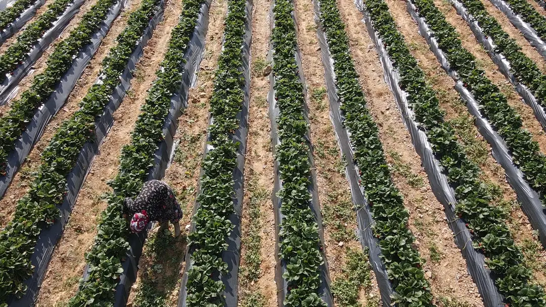 Muğla-Erdbeerprojekt steigert Produktion und Beschäftigung im ländlichen Raum