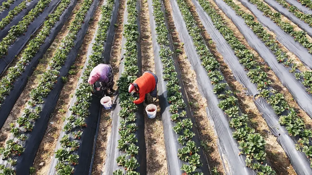 Muğla-Erdbeerprojekt steigert Produktion und Beschäftigung im ländlichen Raum