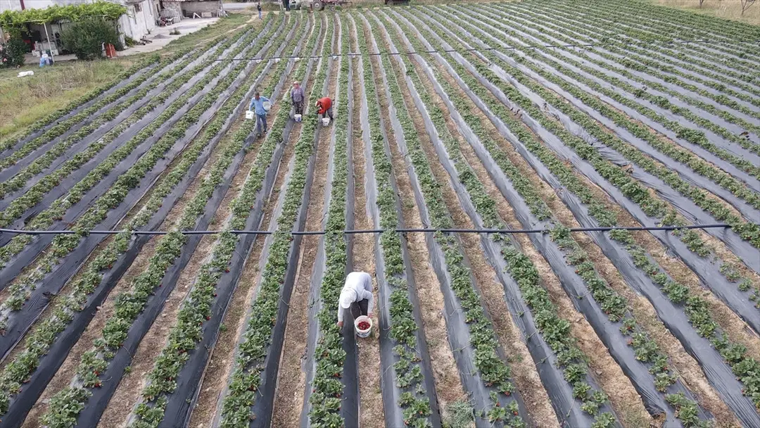 Muğla-Erdbeerprojekt steigert Produktion und Beschäftigung im ländlichen Raum