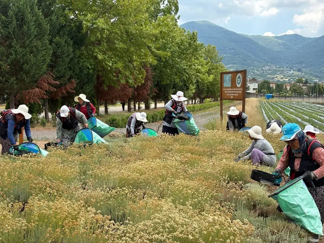 Kocaeli Completes Harvest of 41 Medicinal and Aromatic Plants